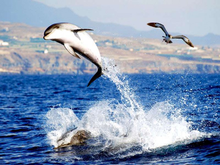 delfines-tenerife-vacaciones-niños-villa-mandi