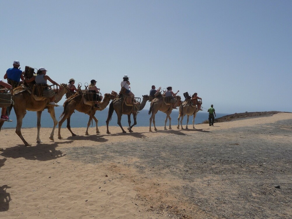 paseo en camello en tenerife