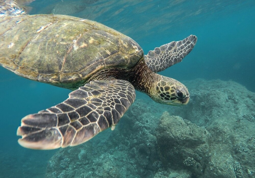 submarinismo en Tenerife tortugas